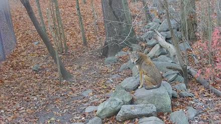 Wolf Center - Group 4 Wolves - Nov 11, 2025, 7:27am EST