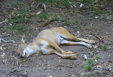 Wolf Center - Group 4 Wolves - Aug 8, 2025, 5:42pm EDT
