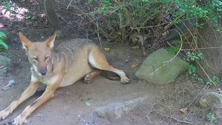 Wolf Center - Group 4 Wolves - Jul 18, 2025, 2:44pm EDT