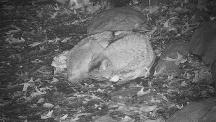 Wolf Center - Group 4 Wolves - Nov 10, 2025, 8:17pm EST