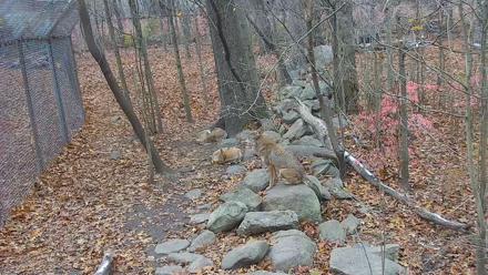 Wolf Center - Group 4 Wolves - Nov 12, 2025, 7:38am EST