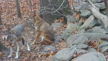 Wolf Center - Group 4 Wolves - Nov 13, 2025, 7:52am EST