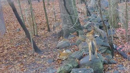 Wolf Center - Group 4 Wolves - Nov 16, 2025, 7:58am EST