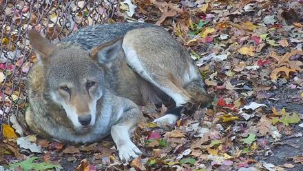 Wolf Center - Group 4 Wolves - Nov 1, 2025, 8:47am EDT