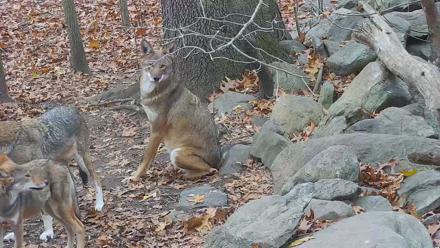 Wolf Center - Group 4 Wolves - Nov 13, 2025, 7:52am EST