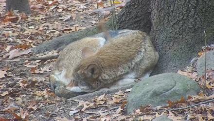 Wolf Center - Group 4 Wolves - Nov 9, 2025, 1:37pm EST