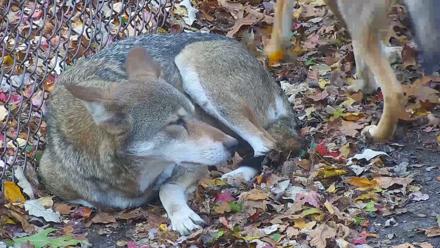 Wolf Center - Group 4 Wolves - Nov 1, 2025, 8:46am EDT