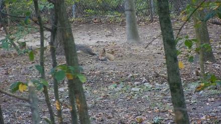 Wolf Center - Group 4 Wolves - Oct 2, 2025, 7:58am EDT