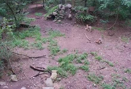 Wolf Center - Group 4 Wolves - Aug 1, 2025, 4:22pm EDT