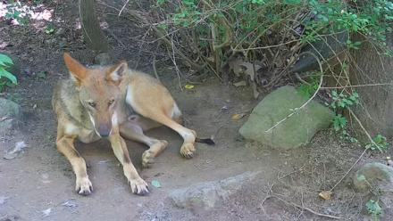 Wolf Center - Group 4 Wolves - Jul 18, 2025, 2:42pm EDT