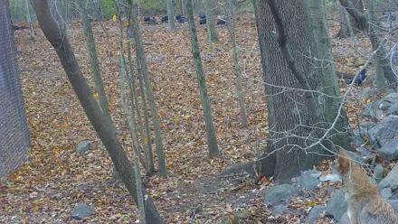 Wolf Center - Group 4 Wolves - Nov 1, 2025, 8:07am EDT