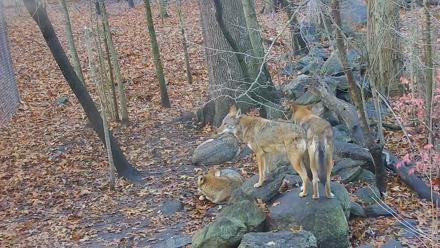 Wolf Center - Group 4 Wolves - Nov 16, 2025, 7:58am EST
