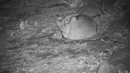 Wolf Center - Group 4 Wolves - Nov 16, 2025, 8:51pm EST