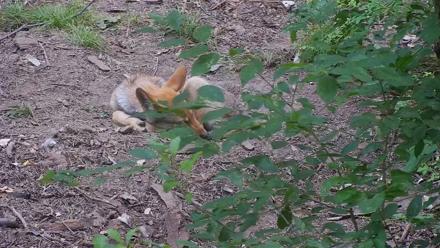 Wolf Center - Group 4 Wolves - Jul 25, 2025, 6:33am EDT
