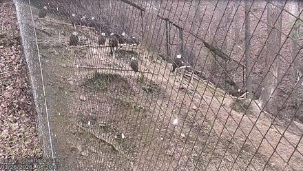 Dollywood Eagles Live Webcam - Aviary 1 - Mar 26, 2026, 8:21am EDT