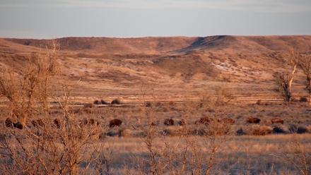 Montana Grasslands Bison Live Webcam - Feb 23, 2026, 7:17am MST