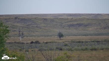 Montana Grasslands Bison Live Webcam - Sep 23, 2026, 11:07am MDT