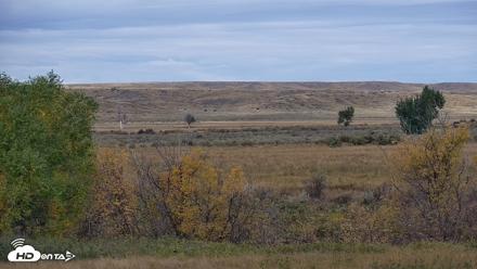 Montana Grasslands Bison Live Webcam - Oct 1, 2026, 10:29am MDT