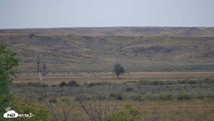 Montana Grasslands Bison Live Webcam - Sep 23, 2026, 11:06am MDT