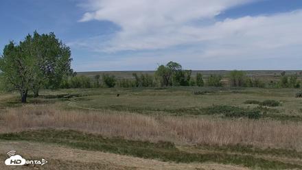 Montana Grasslands Bison Live Webcam - May 26, 2026, 12:34pm MDT