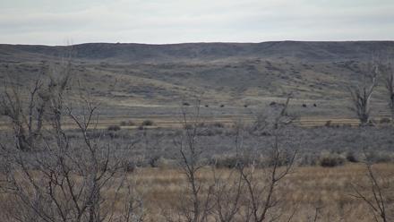 Montana Grasslands Bison Live Webcam - Mar 21, 2026, 7:43am MDT
