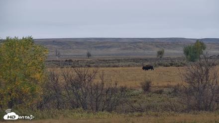 Montana Grasslands Bison Live Webcam - Oct 13, 2026, 9:24am MDT