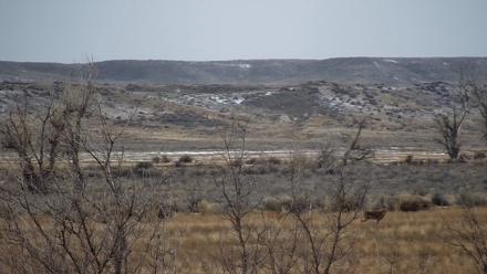 Montana Grasslands Bison Live Webcam - Jan 22, 2026, 1:05pm MST