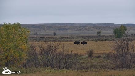 Montana Grasslands Bison Live Webcam - Oct 13, 2026, 9:24am MDT