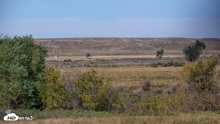 Montana Grasslands Bison Live Webcam - Sep 25, 2026, 11:22am MDT