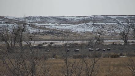 Montana Grasslands Bison Live Webcam - Dec 6, 2025, 10:46am MST