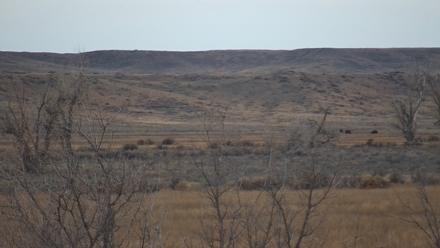 Montana Grasslands Bison Live Webcam - Nov 14, 2025, 7:22am MST