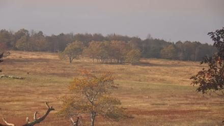 Shenandoah National Park Big Meadow Live Cam - Oct 15, 2025, 9:08am EDT