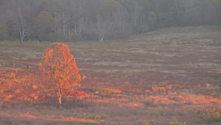 Shenandoah National Park Big Meadow Live Cam - Oct 15, 2025, 6:25pm EDT