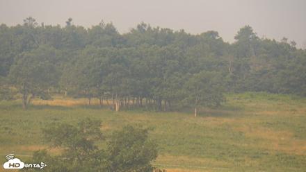 Shenandoah National Park Big Meadow Live Cam - Jul 27, 2026, 8:57am EDT