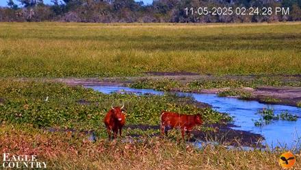 Southwest Florida River Wildlife Live Cams - Nov 5, 2025, 2:30pm EST