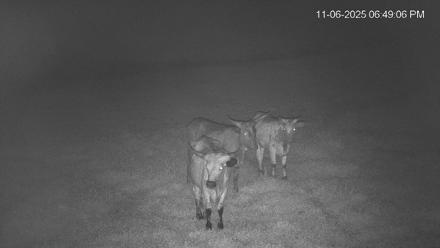 Southwest Florida River Wildlife Live Cams - Nov 6, 2025, 8:25pm EST