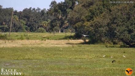 Southwest Florida River Wildlife Live Cams - Sep 4, 2026, 3:47pm EDT