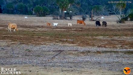 Southwest Florida River Wildlife Live Cams - Feb 9, 2026, 6:22pm EST