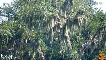 Southwest Florida River Wildlife Live Cams - Sep 6, 2026, 3:14pm EDT