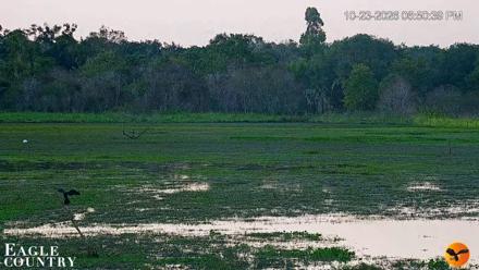 Southwest Florida River Wildlife Live Cams - Oct 23, 2026, 6:51pm EDT