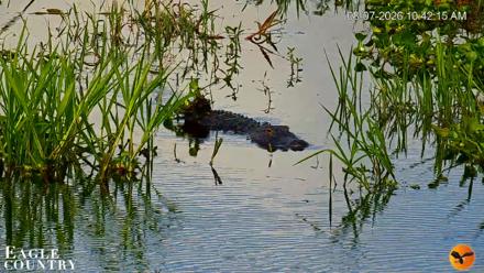 Southwest Florida River Wildlife Live Cams - Aug 7, 2026, 10:43am EDT