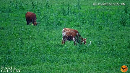 Southwest Florida River Wildlife Live Cams - Jul 12, 2026, 5:37pm EDT