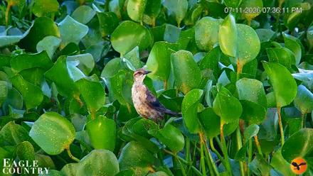 Southwest Florida River Wildlife Live Cams - Jul 11, 2026, 7:36pm EDT