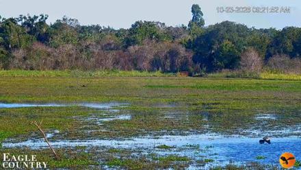 Southwest Florida River Wildlife Live Cams - Oct 23, 2026, 9:22am EDT