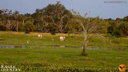 Southwest Florida River Wildlife Live Cams - Sep 10, 2026, 6:09pm EDT