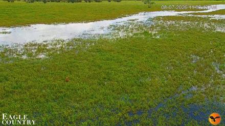 Southwest Florida River Wildlife Live Cams - Aug 7, 2026, 11:31am EDT