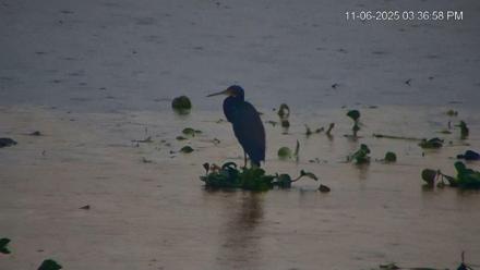 Southwest Florida River Wildlife Live Cams - Nov 6, 2025, 3:38pm EST