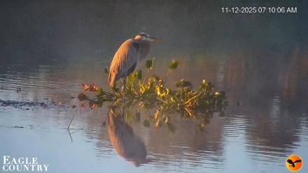 Southwest Florida River Wildlife Live Cams - Nov 12, 2025, 7:19am EST
