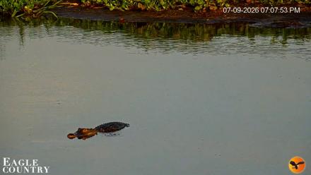 Southwest Florida River Wildlife Live Cams - Jul 9, 2026, 7:08pm EDT