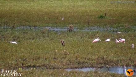 Southwest Florida River Wildlife Live Cams - Aug 21, 2026, 12:34pm EDT